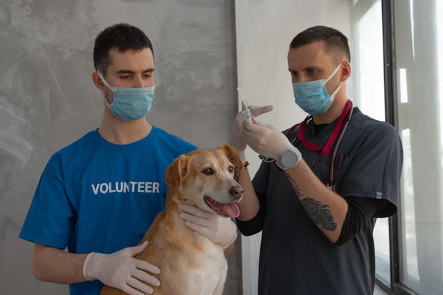 healthcare-worker-holding-a-dog